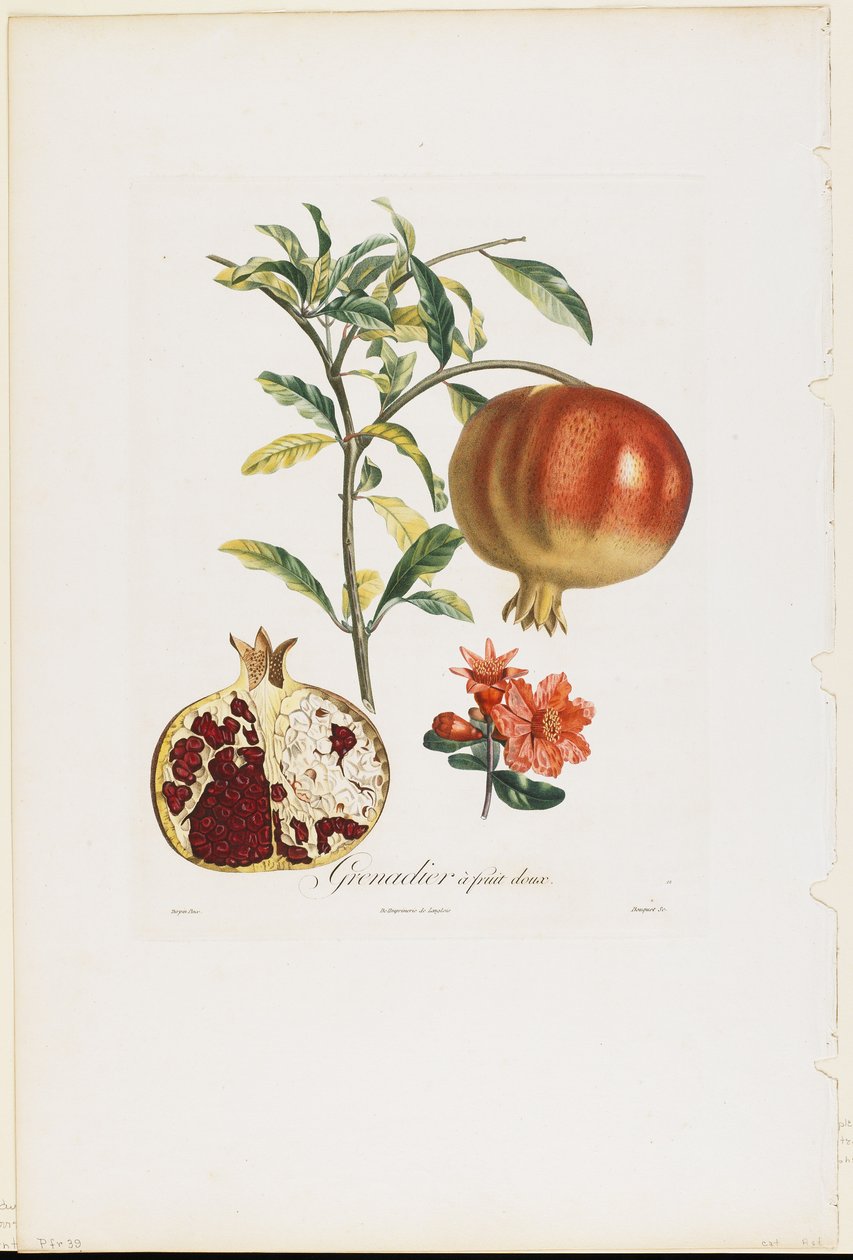 ザクロ果実、Traite des Arbres Fruitiers、1807-35（手彩色の点描彫刻） 作： ピエールジャンフランソワターピン