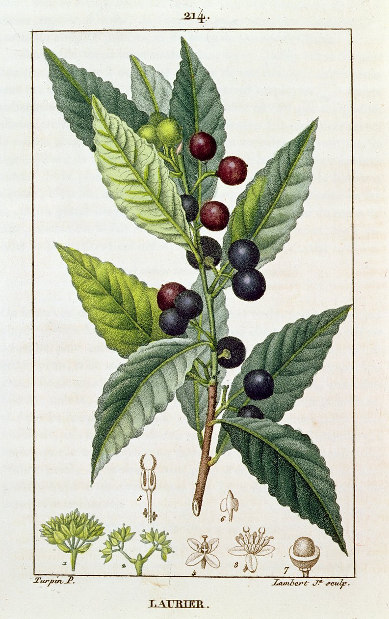 月桂樹、植物板、1810年頃 作： ピエールジャンフランソワターピン