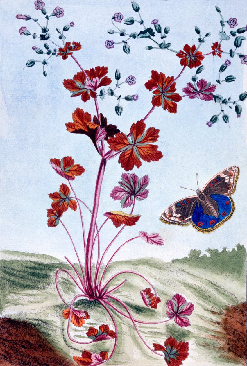 光沢のあるクレインズビル、1766年頃（手描きの彫刻） 作： ピエールジョセフブチョス