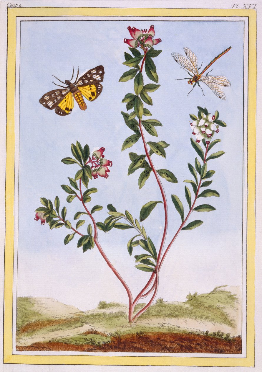 Le Petit arbousier des Alpes（山のヘザー）、1776年頃（手塗りの彫刻） 作： ピエールジョセフブチョス