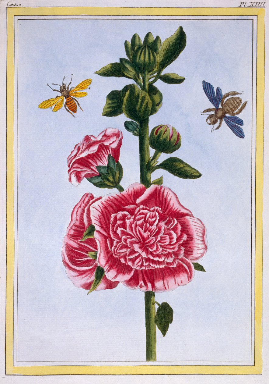 Passerose（タチアオイ）、c.1776（手描きの彫刻） 作： ピエールジョセフブチョス