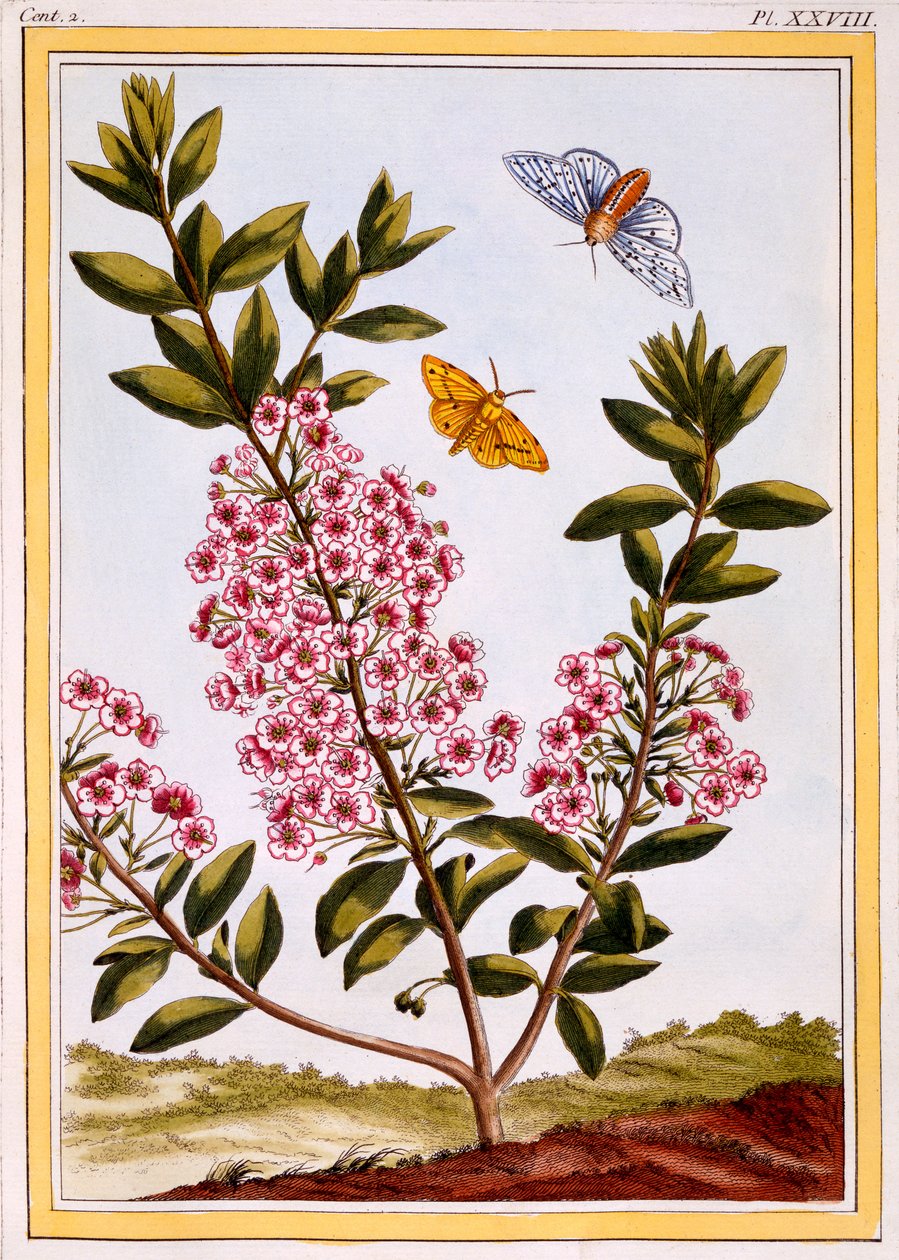 羊の月桂樹（Kalmia augustifolia）、1766年頃（手描きの彫刻） 作： ピエールジョセフブチョス