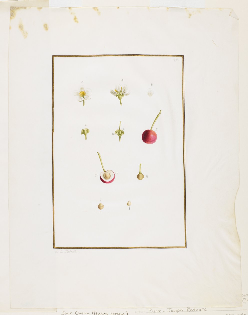 植物の解剖：サワーチェリー（サクラ属）、c。 1778-90（紙と紙とグラファイト） 作： ピエール・ジョゼフ・ルドゥーテ