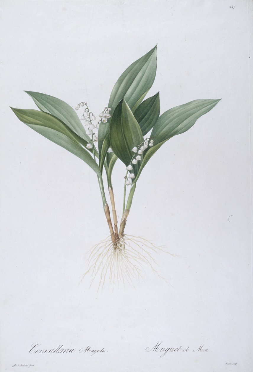 Convallaria majalis（スズラン）、1808 作： ピエール・ジョゼフ・ルドゥーテ