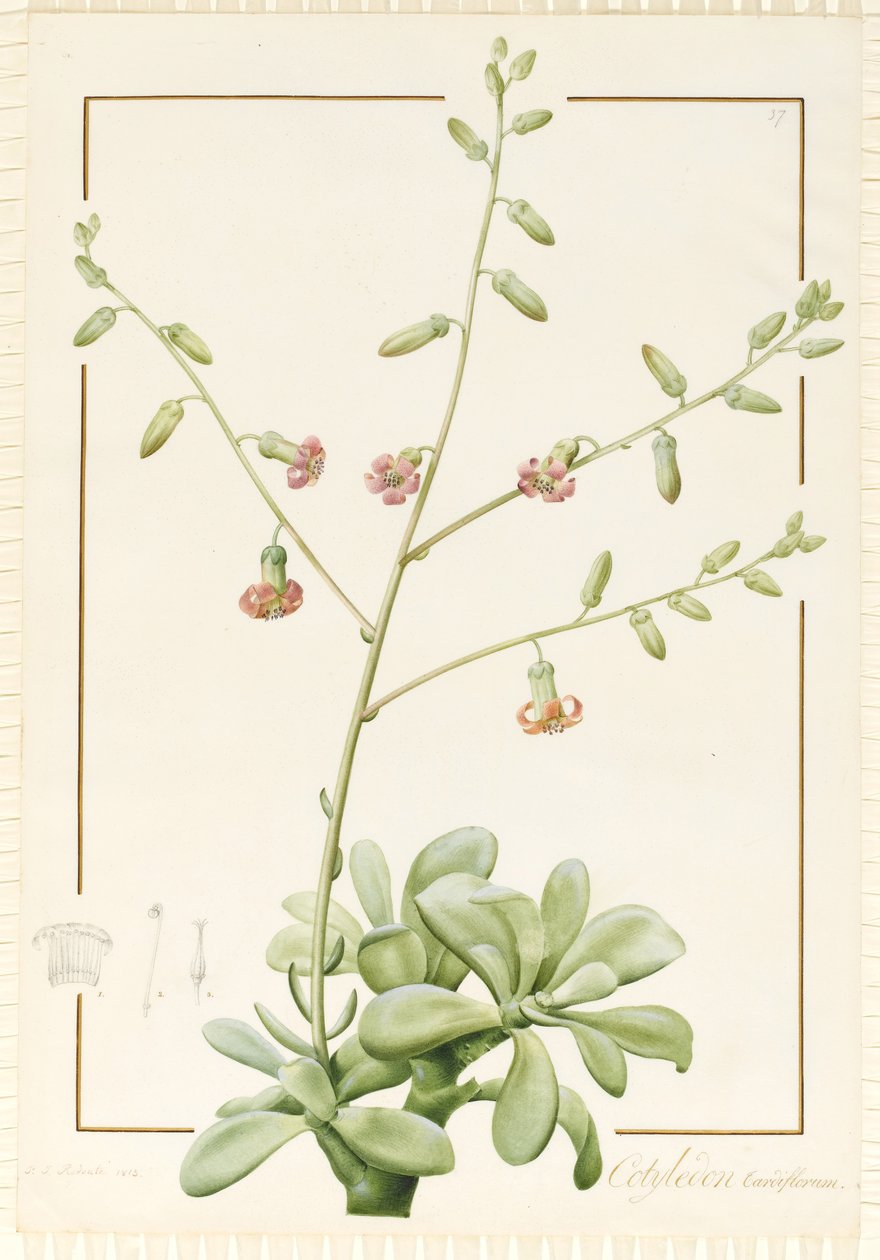 子葉Cardiflorum、1813（ベラムのグラファイト上のトイレとボディカラー） 作： ピエール・ジョゼフ・ルドゥーテ