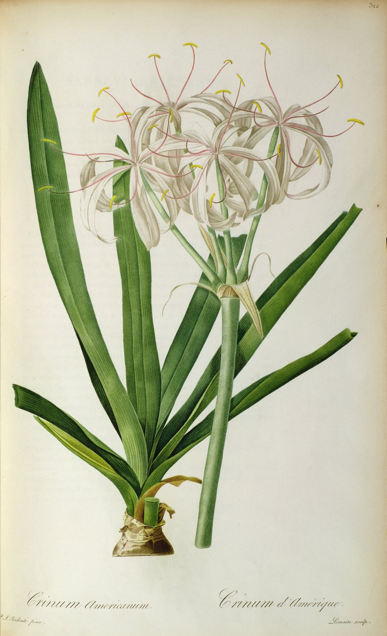 Crinum Americanum、 `Les Liliacees &39;、1805-16 作： ピエール・ジョゼフ・ルドゥーテ