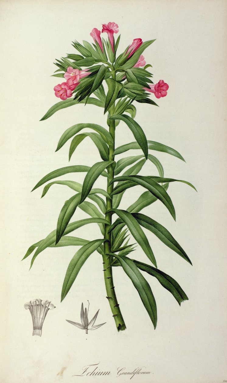 Echium Grandiflorum、「Le Jardin de Malmaison」、1802年 作： ピエール・ジョゼフ・ルドゥーテ