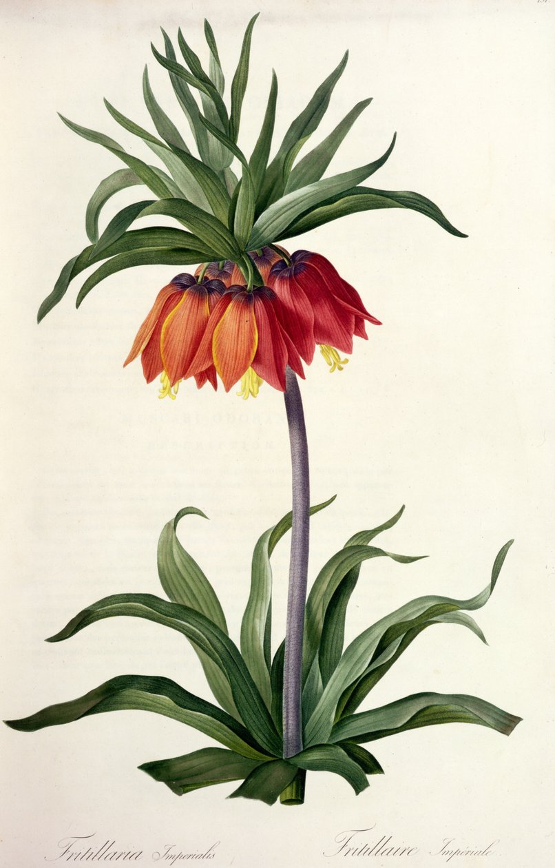 Fritillaria Imperialis、「Les Lilacees」、1802-8 作： ピエール・ジョゼフ・ルドゥーテ