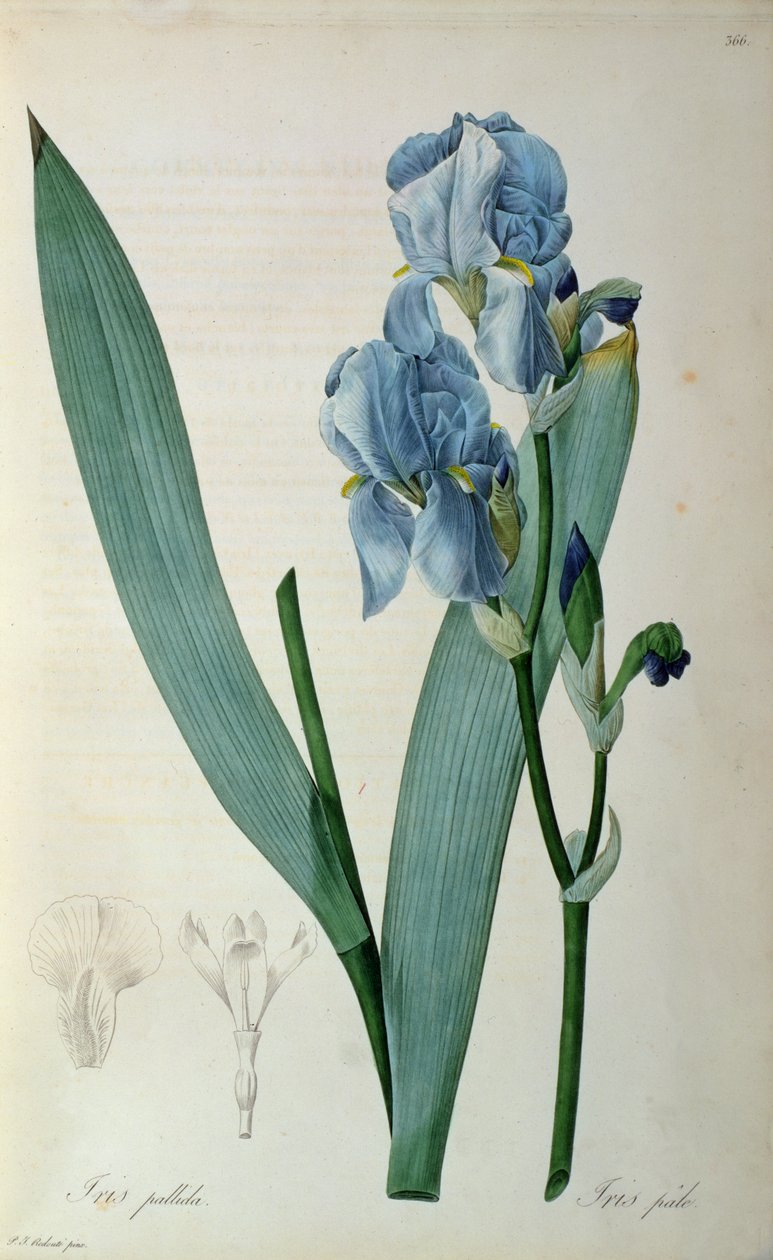 Iris pallida、 `Les Liliacearum、1805 作： ピエール・ジョゼフ・ルドゥーテ