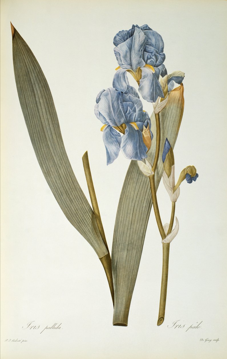 アイリスパリダ、 `Les Liliacearum、1812年 作： ピエール・ジョゼフ・ルドゥーテ