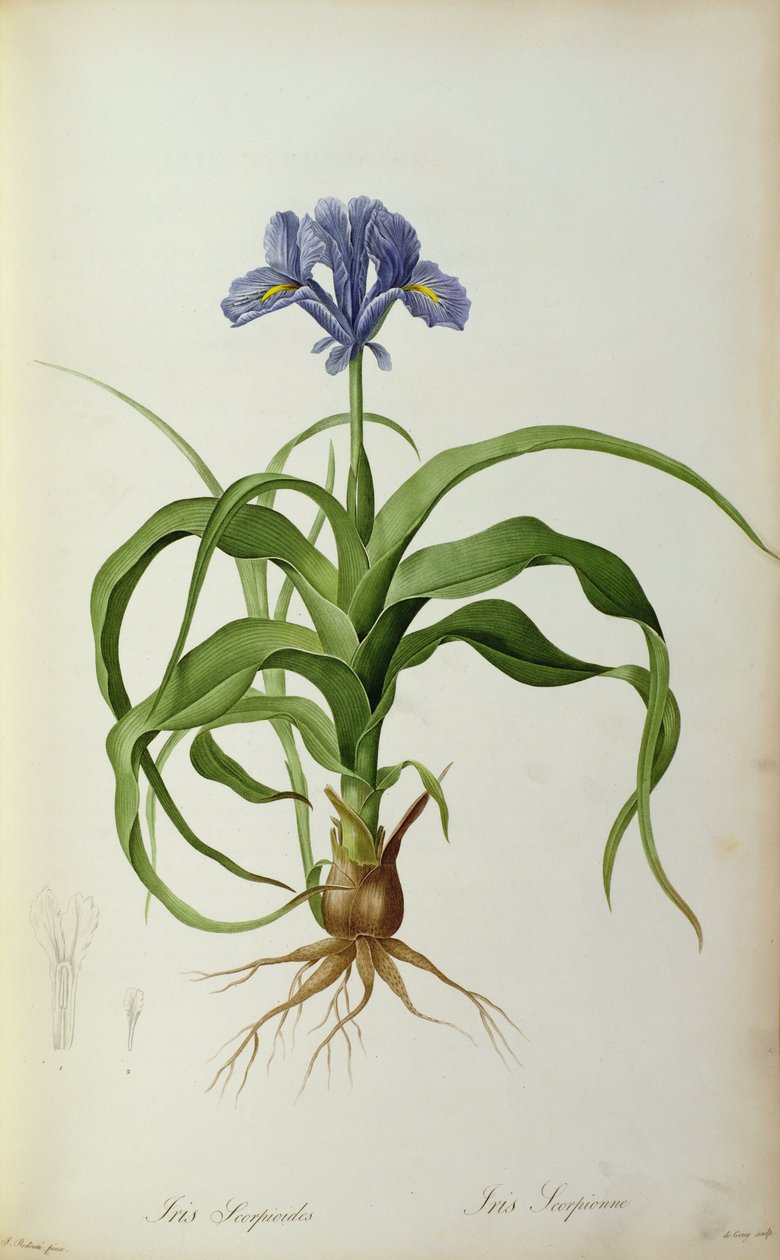 `レLiliacearum、1805年からレインボーScorpioides、 作： ピエール・ジョゼフ・ルドゥーテ