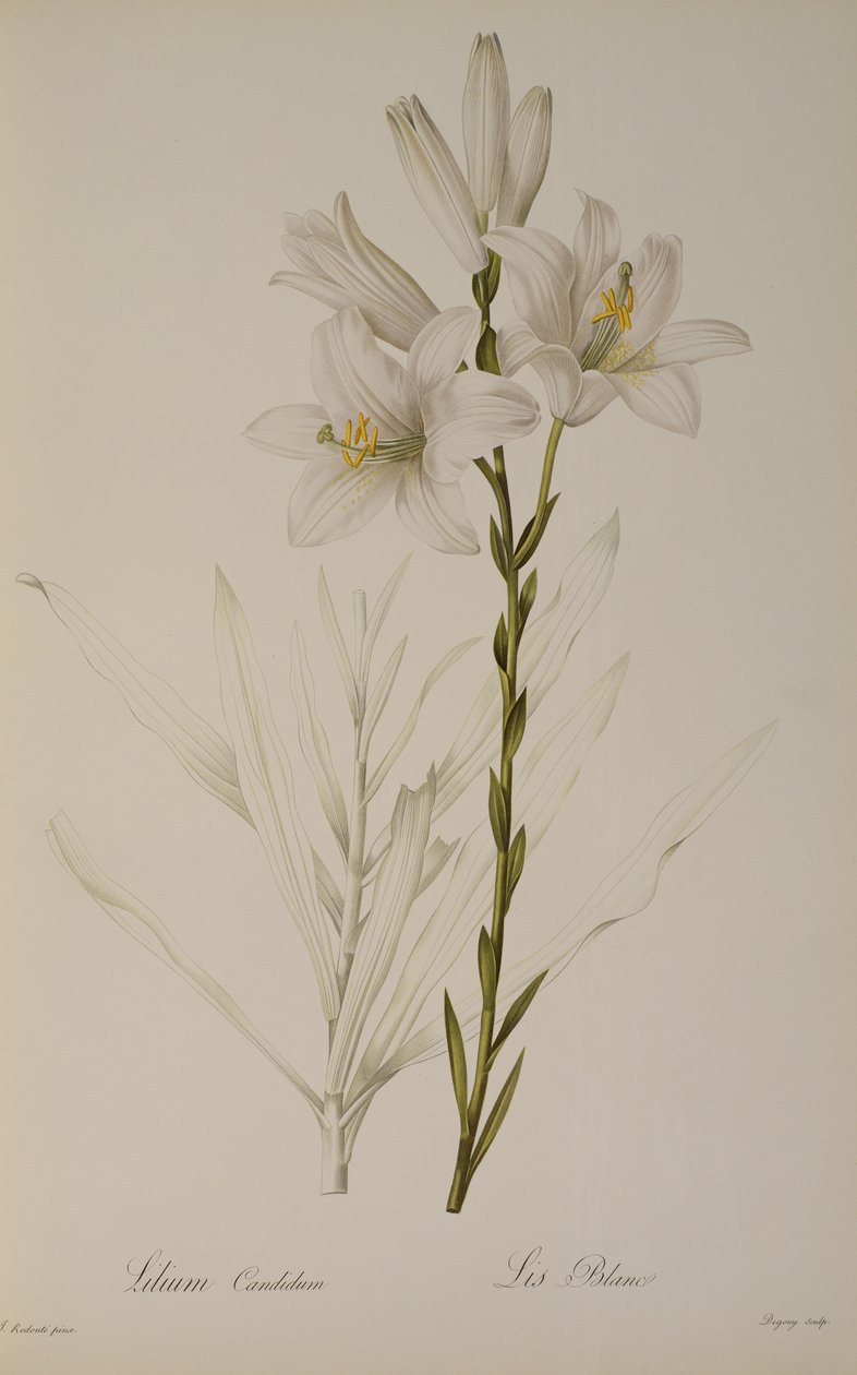 `レLiliacearum、1807年から白ユリ、 作： ピエール・ジョゼフ・ルドゥーテ