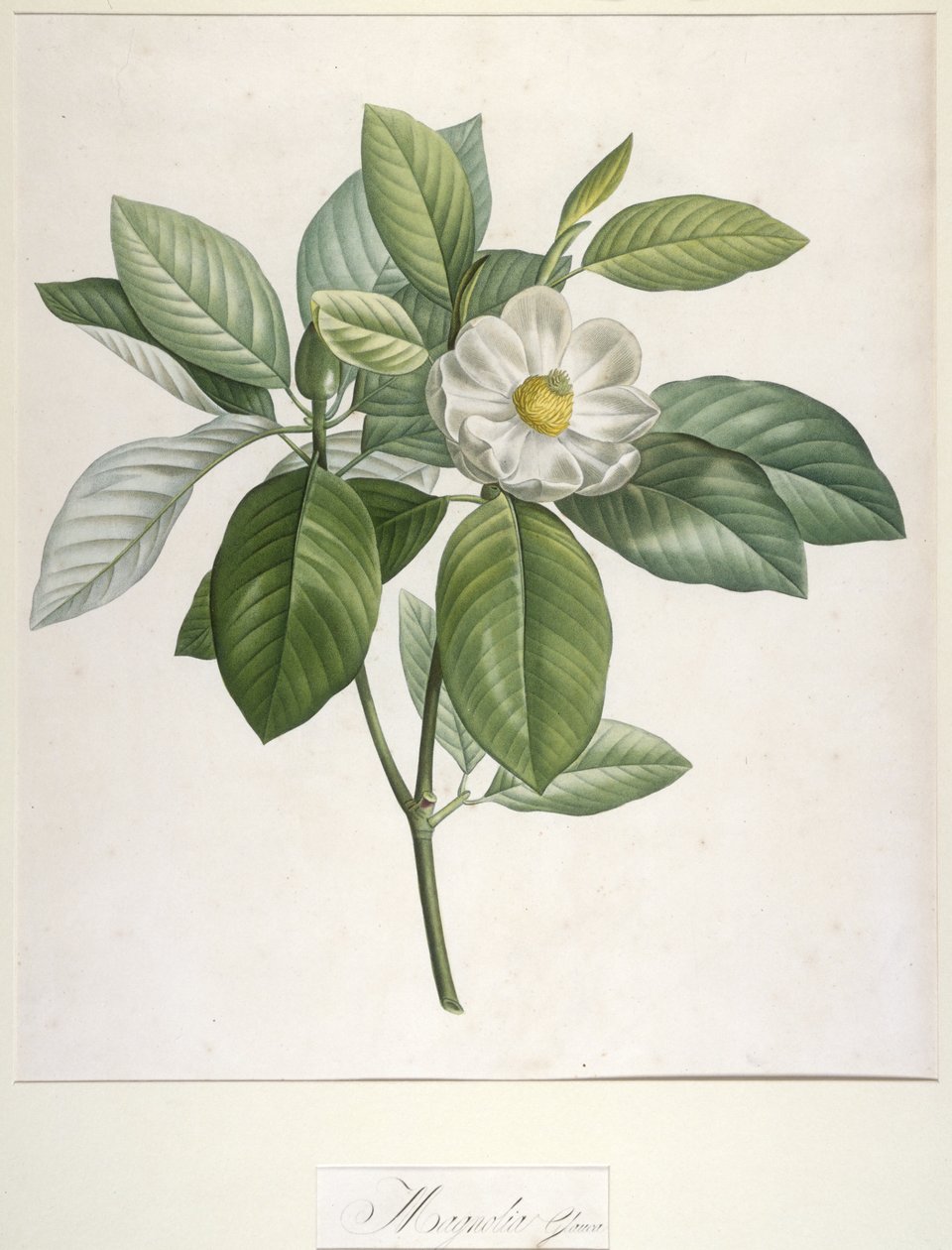 マグノリアグラウカ、1813年、マルメゾンとナバラの珍しい栽培植物の説明から 作： ピエール・ジョゼフ・ルドゥーテ