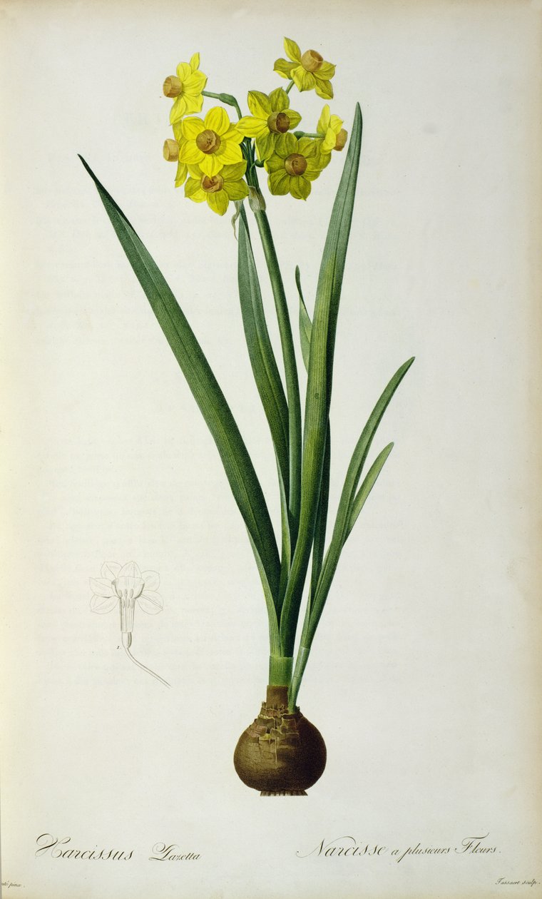 ナルコサスラゼッタ、「Select Plants」よりJacob Trew（1695-1769）、175-53 作： ピエール・ジョゼフ・ルドゥーテ