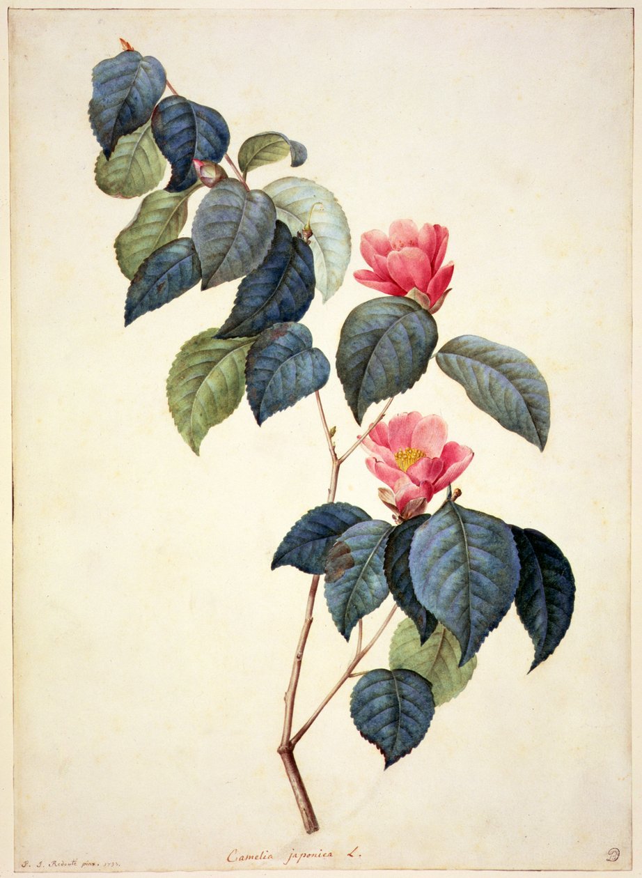 PD.21-1960 Camellia Japonica、1793 作： ピエール・ジョゼフ・ルドゥーテ