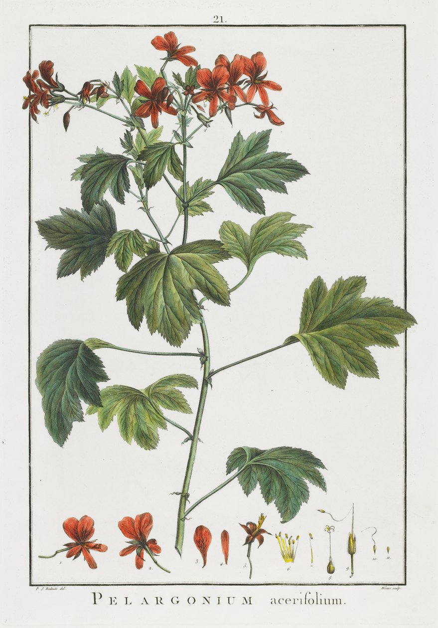 Pelargonium acerifolium、Geraniologiaまたは時間、PELARGONII、Monsoniae Grielumの歴史的アイコンの例、1787-1788 作： ピエール・ジョゼフ・ルドゥーテ