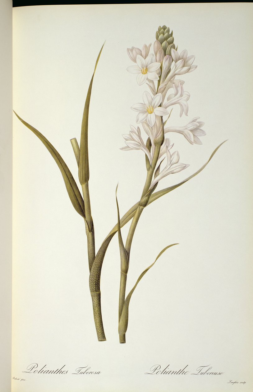 Polianthes Tuberosa、「Les Liliacees」、1806年 作： ピエール・ジョゼフ・ルドゥーテ