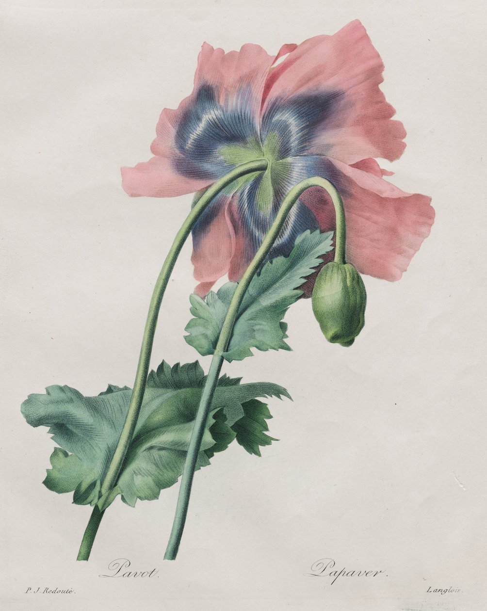 ポピー（Papaver）、Redouté、 作： ピエール・ジョゼフ・ルドゥーテ