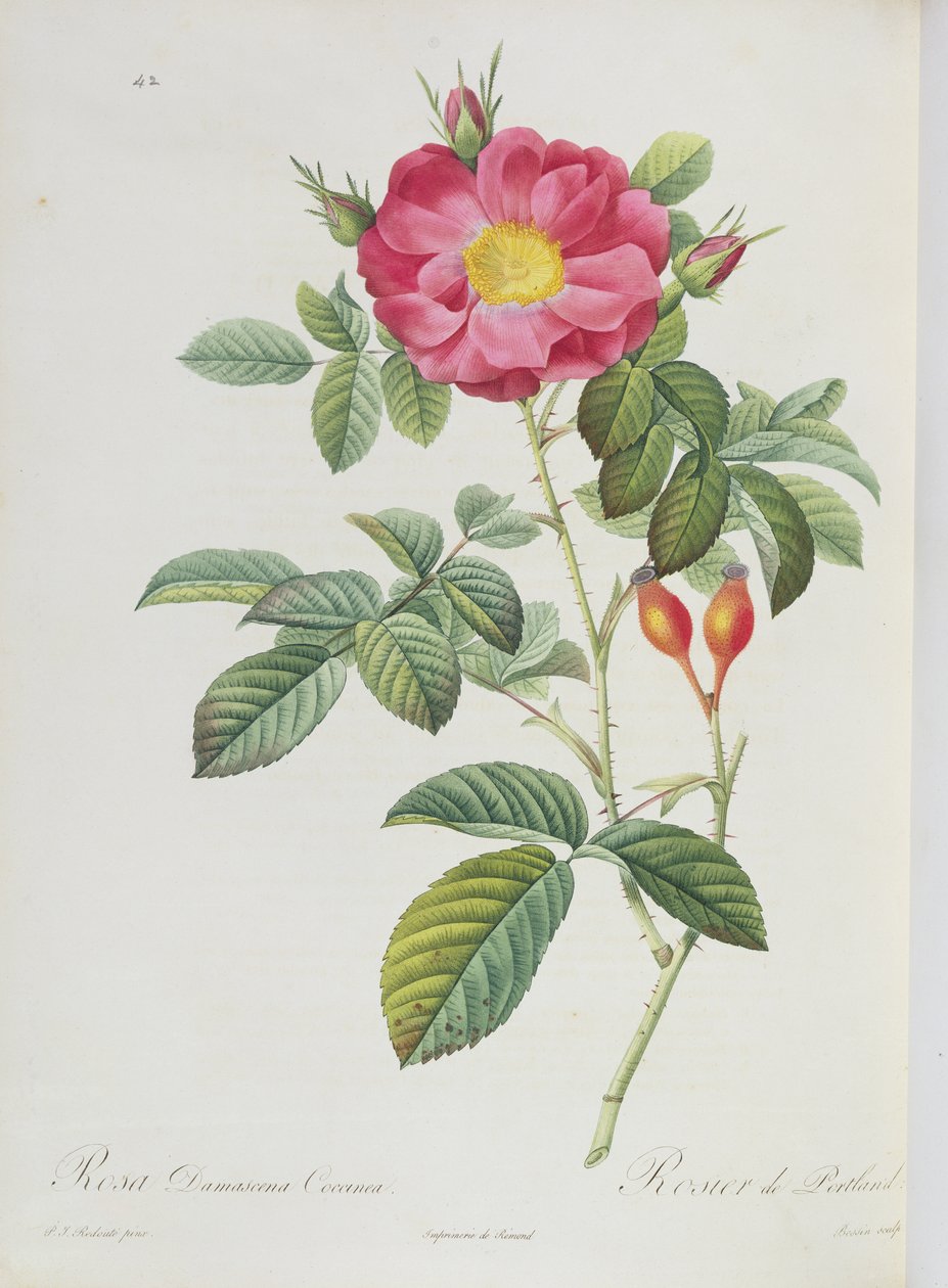 Rosa Damascena、「Les Roses」 作： ピエール・ジョゼフ・ルドゥーテ