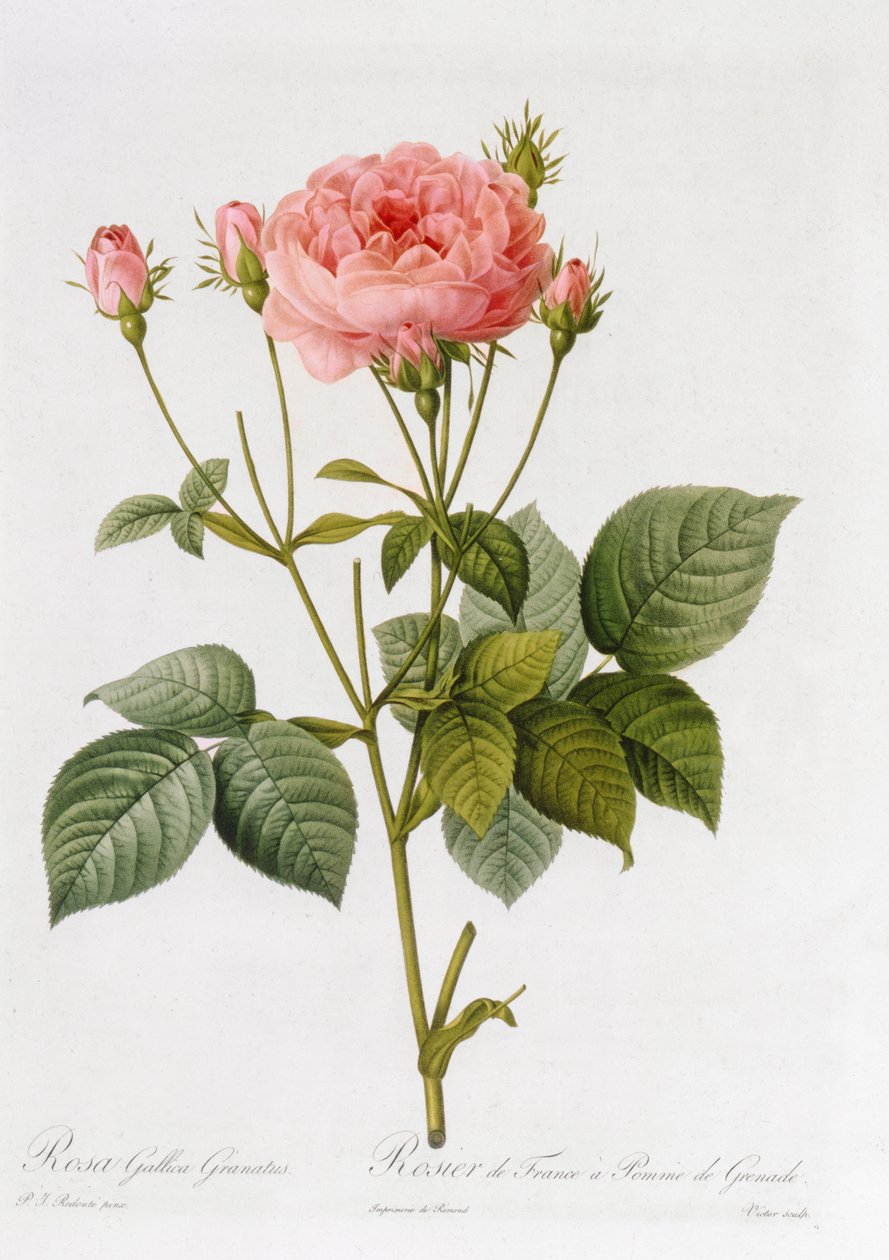 Rosa Gallica Granatus、「Les Roses」、vol II、1821 作： ピエール・ジョゼフ・ルドゥーテ