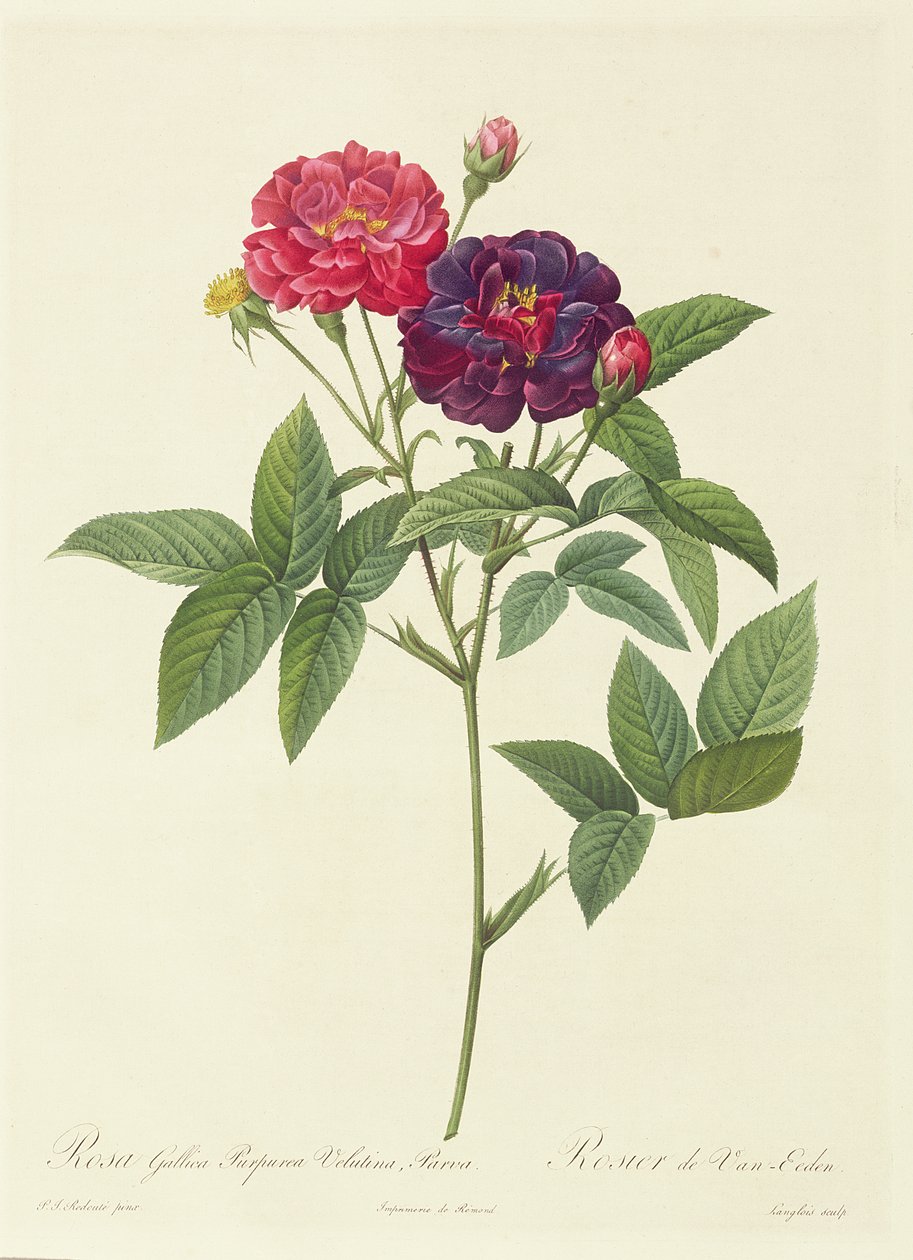 Rosa Gallica Purpurea Velutina、Parva 作： ピエール・ジョゼフ・ルドゥーテ