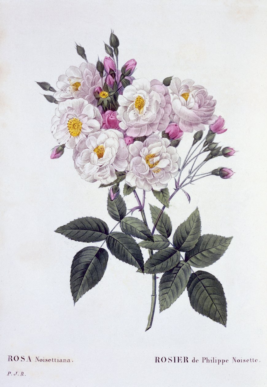 Rosa Noisettiana、1824-26年公開（点描彫刻） 作： ピエール・ジョゼフ・ルドゥーテ