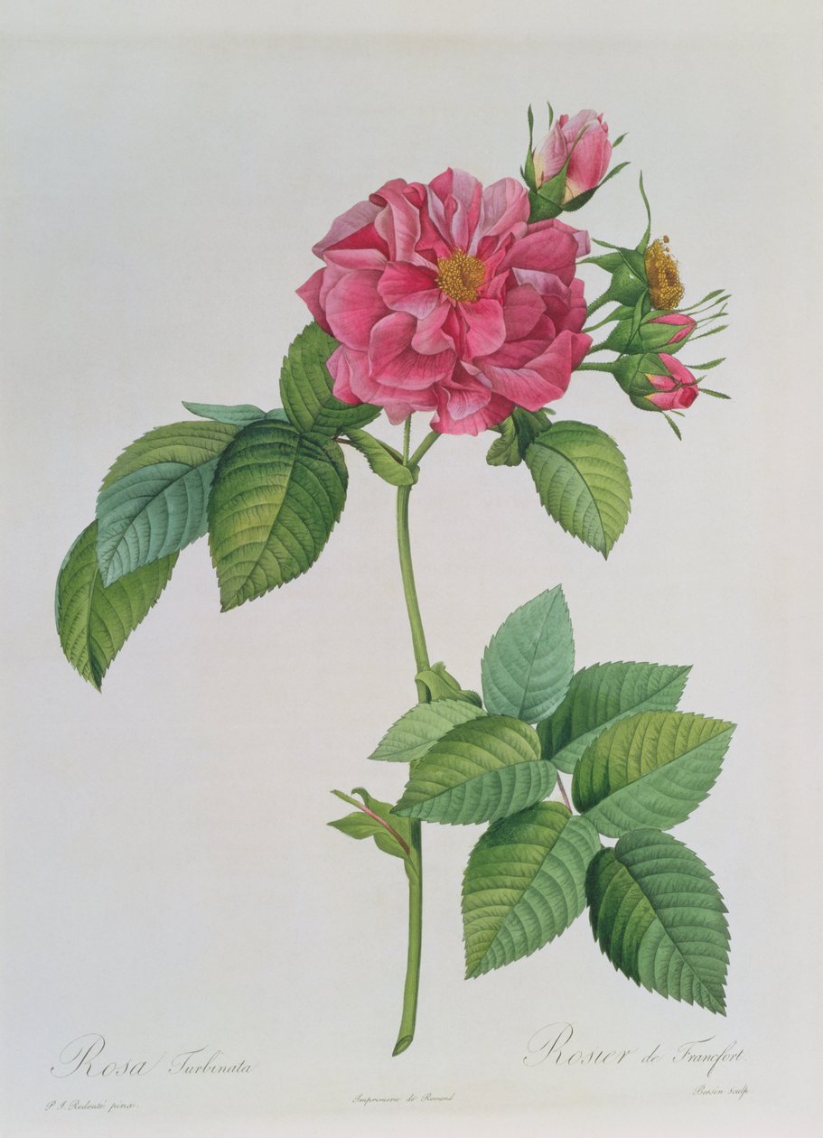 Rosa Turbinata、from、Les Roses &39;、Vol 1、1817 作： ピエール・ジョゼフ・ルドゥーテ