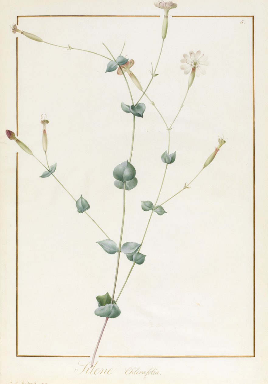 Silene Chloraefolia、1810（ベラム上のグラファイト上のトイレと体の色） 作： ピエール・ジョゼフ・ルドゥーテ