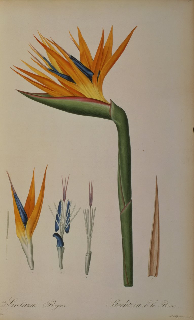 ストレチア、「Les STRELITZIACEAE」 作： ピエール・ジョゼフ・ルドゥーテ