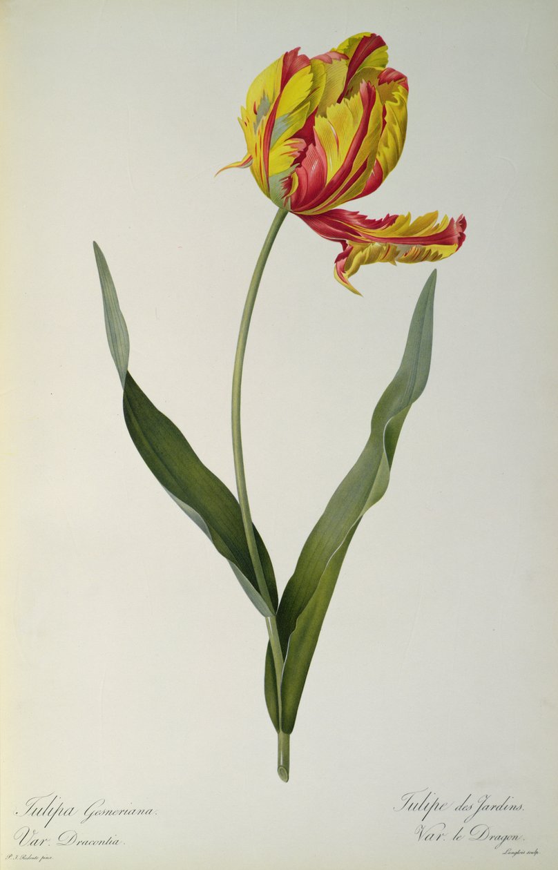 Tulipa gesneriana dracontia、「Les Liliacees」、1816年 作： ピエール・ジョゼフ・ルドゥーテ