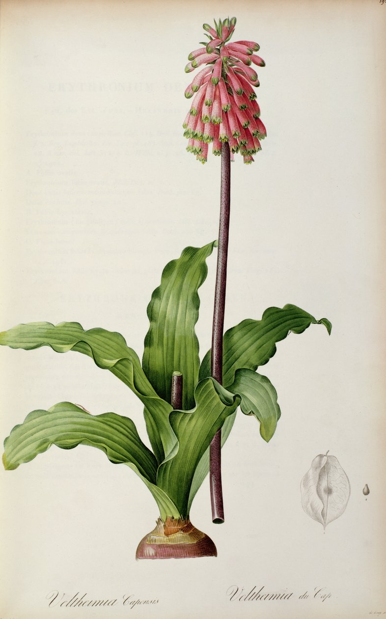 Veltheimia Capensis、「Les Liliacees」、1805年頃 作： ピエール・ジョゼフ・ルドゥーテ