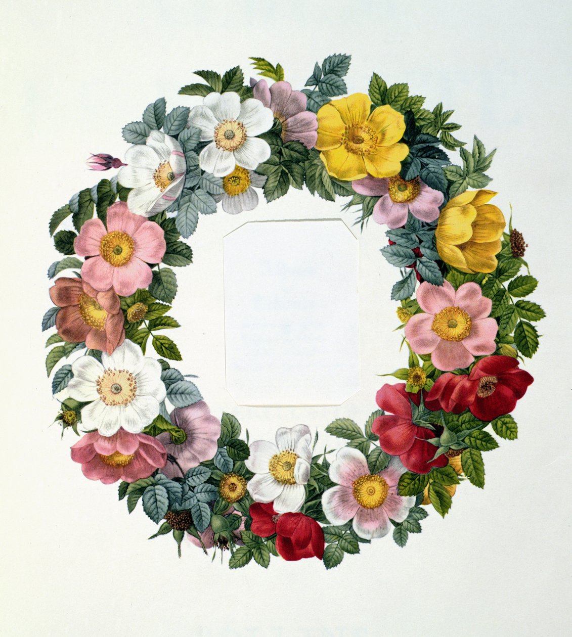 バラの花輪、「レローズ」の口絵、1817 作： ピエール・ジョゼフ・ルドゥーテ