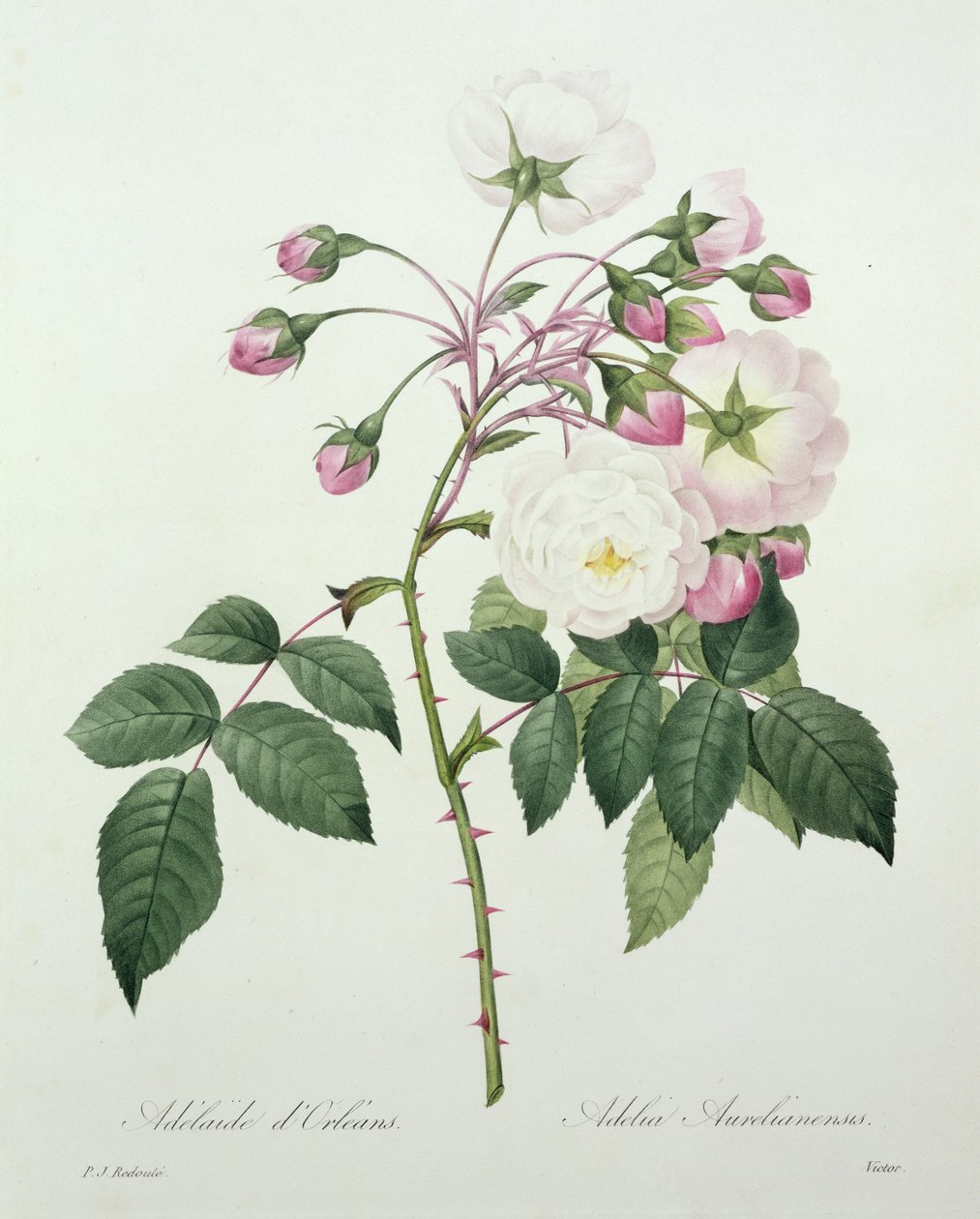 1827年の「Choix des Plus Belles Fleurs」からビクターによって刻まれたAdelia aurelianensis 作： ピエール・ジョゼフ・ルドゥーテ