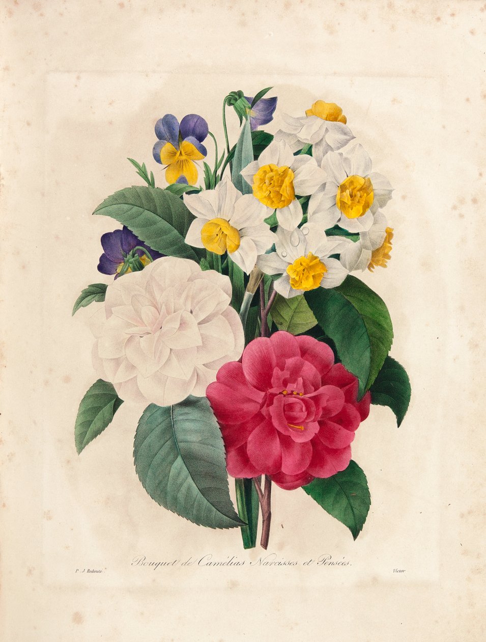 ビクターによって彫刻されたカメリア、水仙、パンジーの花束、「Choix des Plus Belles Fleurs et des Beaux Fruits」、Vol。私、1827-33 作： ピエール・ジョゼフ・ルドゥーテ