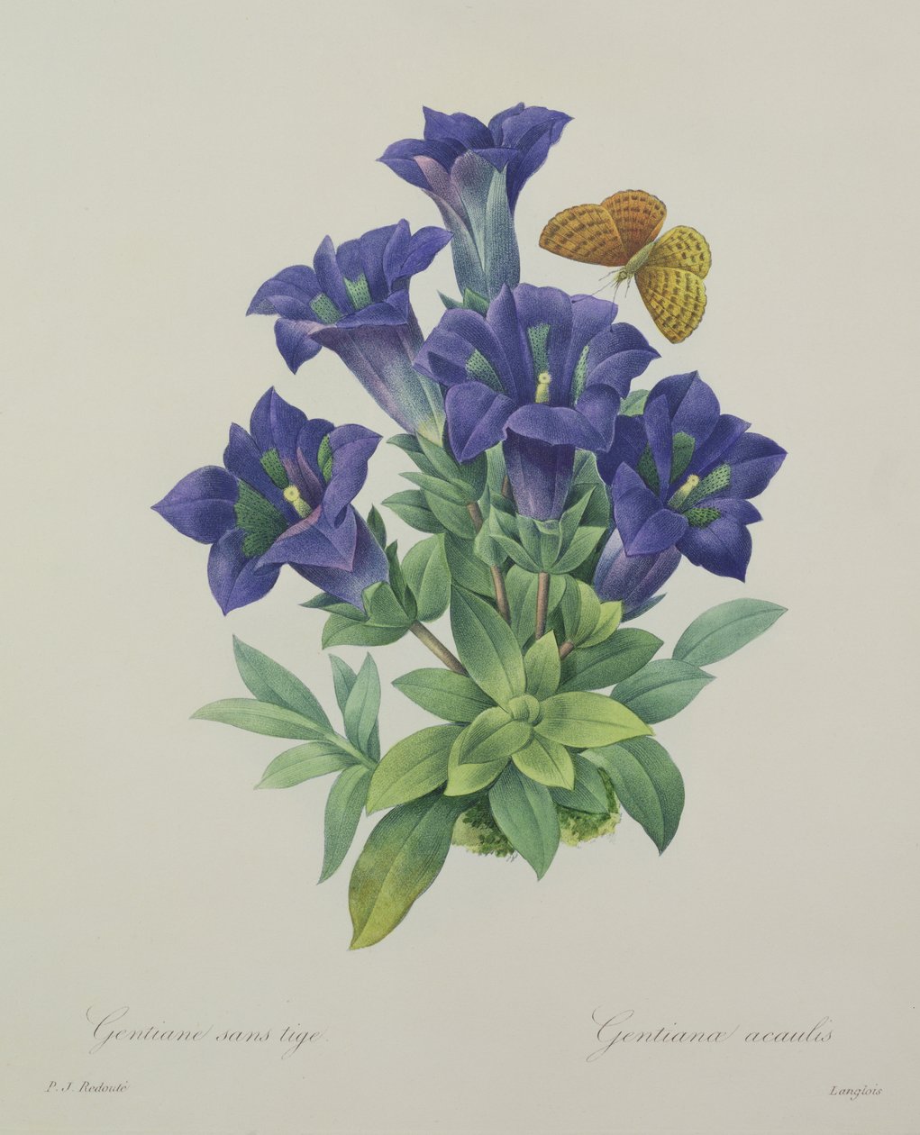 ラングロワによって彫刻されたゲンティアナアカウリス（トランペットリンドウ）、「Choix des Plus Belles Fleurs」、1827年 作： ピエール・ジョゼフ・ルドゥーテ