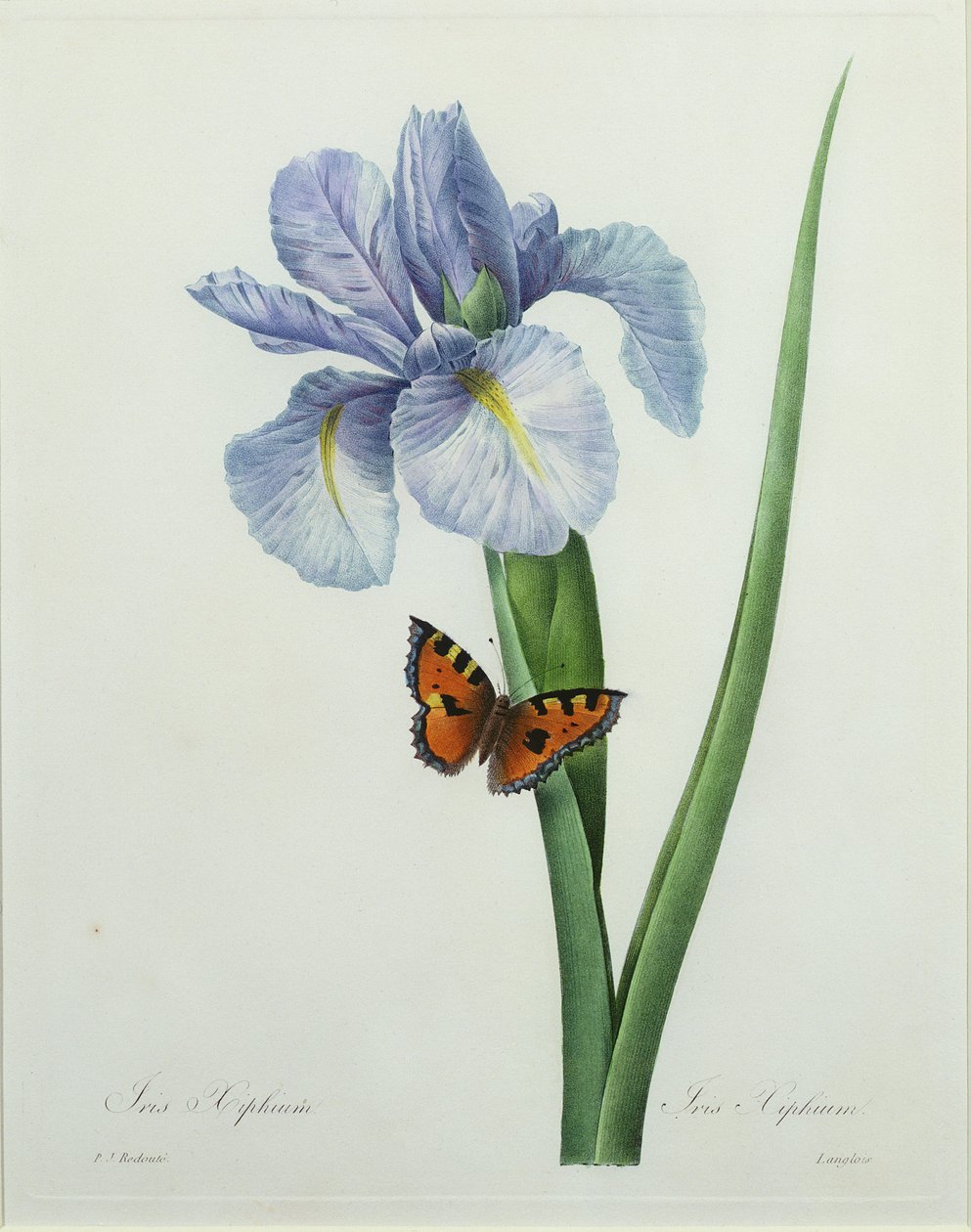 ラングロワによって刻まれたアイリスキシフィウム、「Choix des Plus Belles Fleurs」、1827年 作： ピエール・ジョゼフ・ルドゥーテ