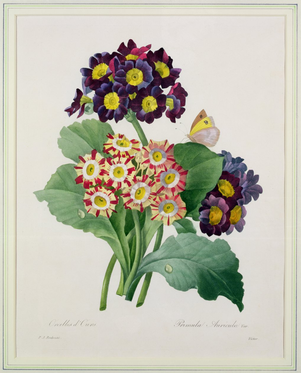 1827年の「Choix des Plus Belles Fleurs」からビクターが刻印したプリムラオーリキュラ 作： ピエール・ジョゼフ・ルドゥーテ