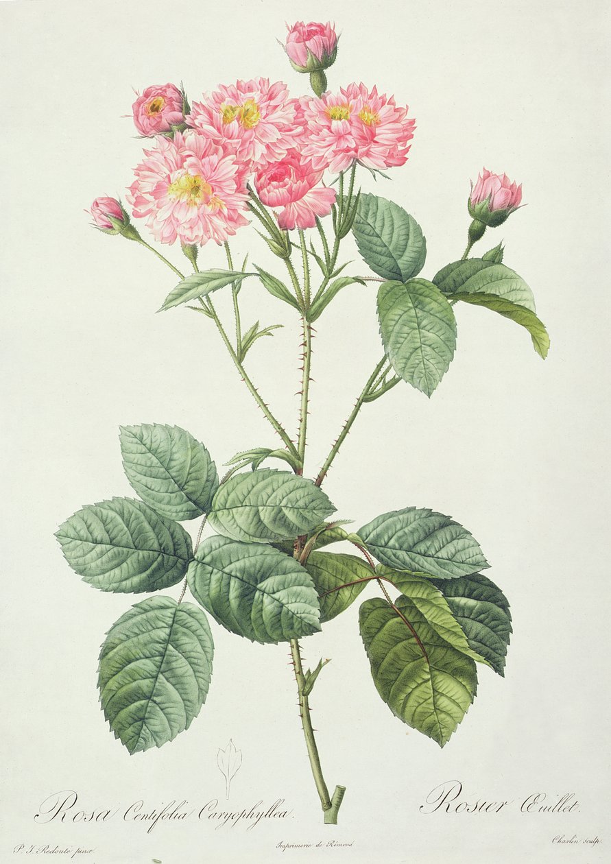 Rosa Centifolia Caryophyllea、Charlinが刻印、Remondが発行 作： ピエール・ジョゼフ・ルドゥーテ