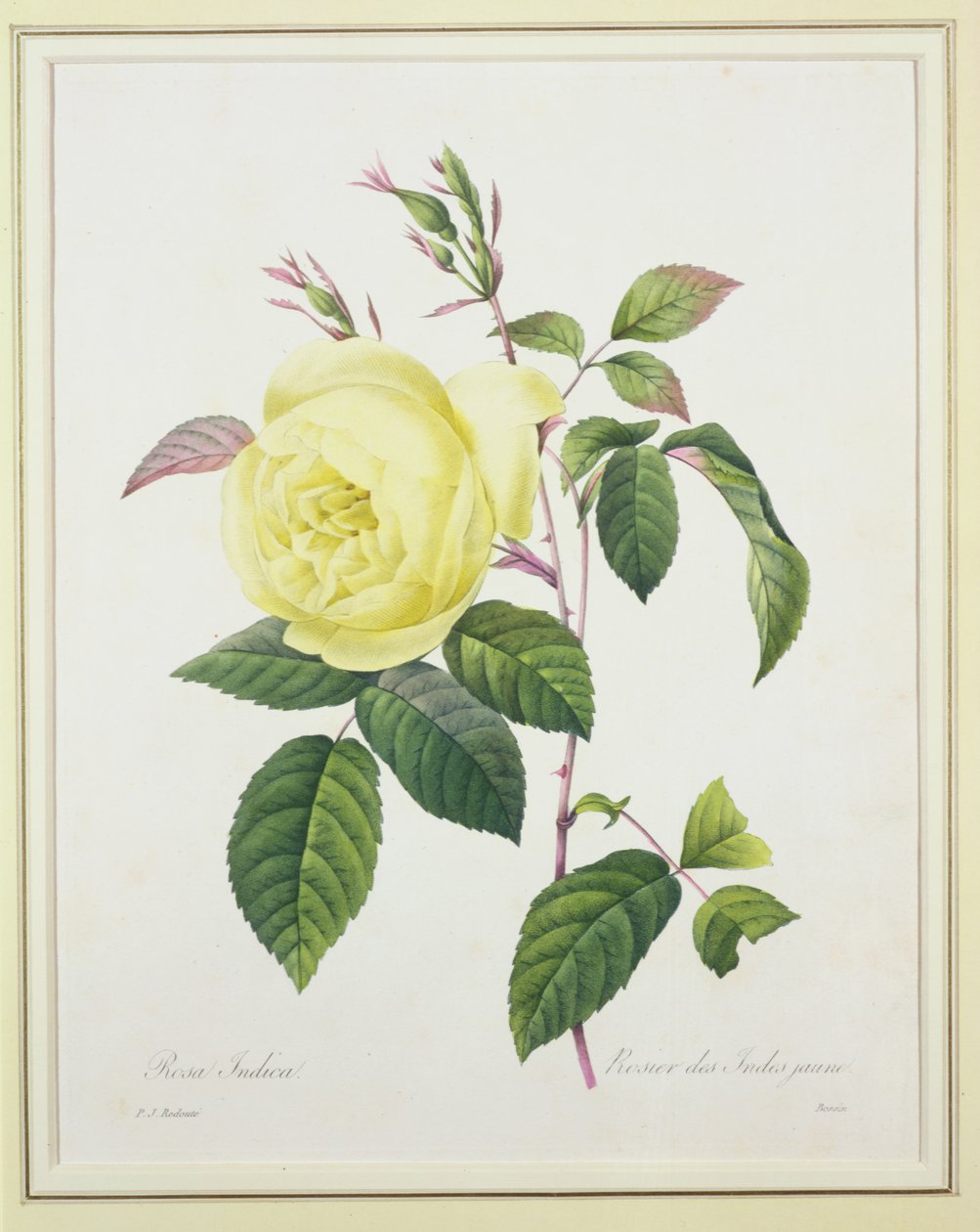 1827年の「Choix des Plus Belles Fleurs」から、ベッサンによって刻まれたローザインディカ 作： ピエール・ジョゼフ・ルドゥーテ
