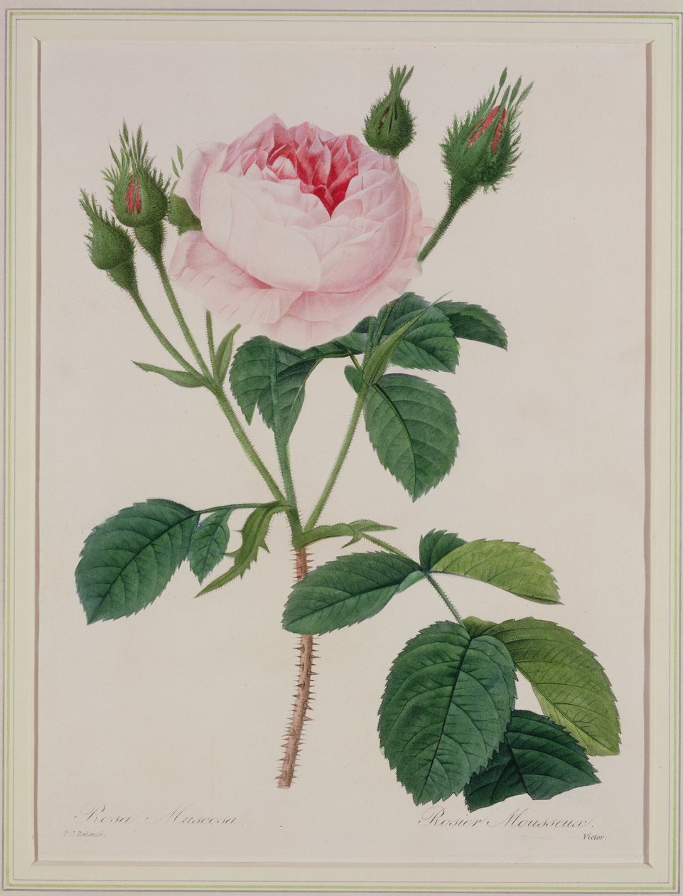 ローザムスコサ（苔のバラ）、ビクターによって刻まれた、「Choix des Plus Belles Fleurs」、1827年 作： ピエール・ジョゼフ・ルドゥーテ