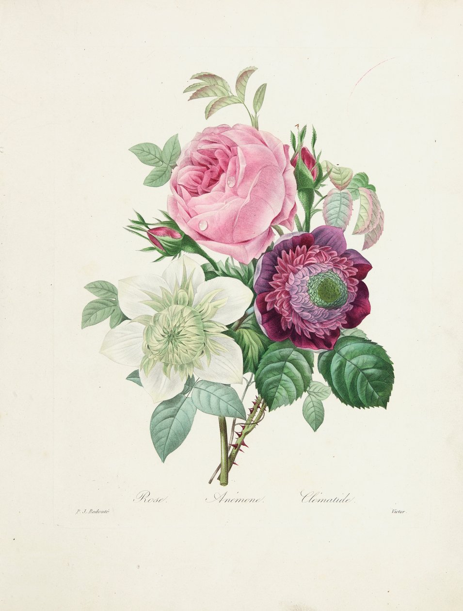 ローズ、アネモネ、クレマチス、ビクターが「Choix des Plus Belles Fleurs et des Beaux Fruits」、1827-33から彫刻 作： ピエール・ジョゼフ・ルドゥーテ