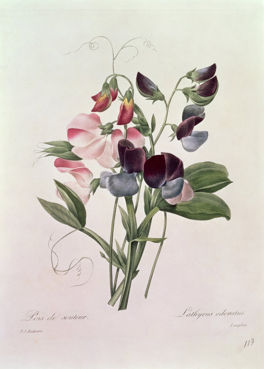 ラングロワによって刻まれたスイートピー（Lathyrus odoratur）、「Choix des Plus Belles Fleurs」、1827年から33年 作： ピエール・ジョゼフ・ルドゥーテ