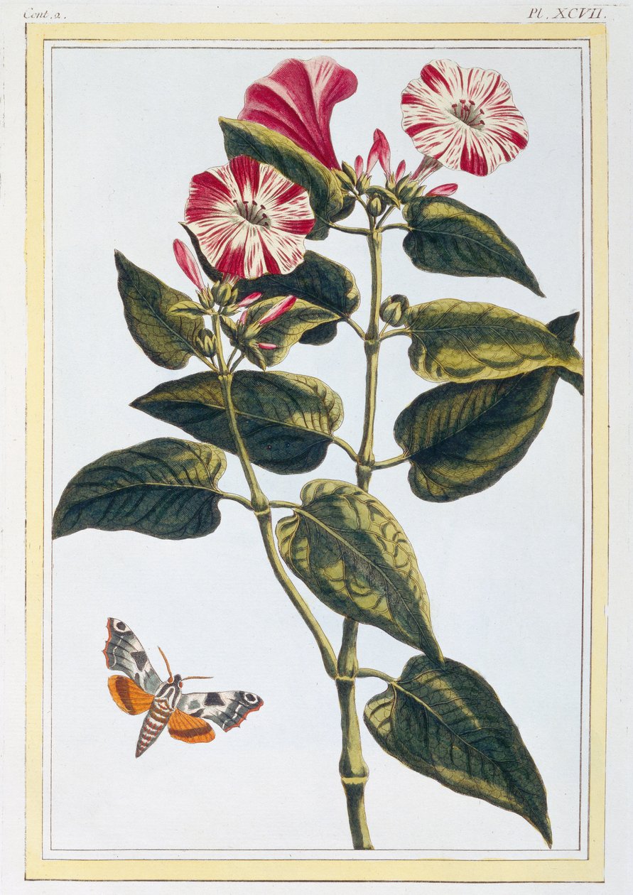 モーニンググローリー、1766年頃（手描きの彫刻） 作： ピエールジョセフブチョス
