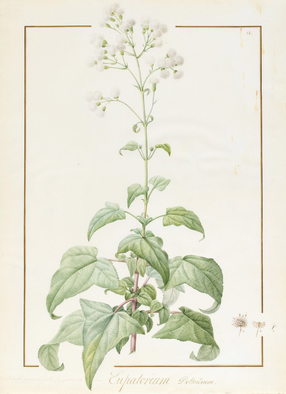 Eupatorium Deltoideum（ベラム上の痕跡量のグラファイト上のWCおよびボディカラー） 作： ピエール・ジョゼフ・ルドゥーテ