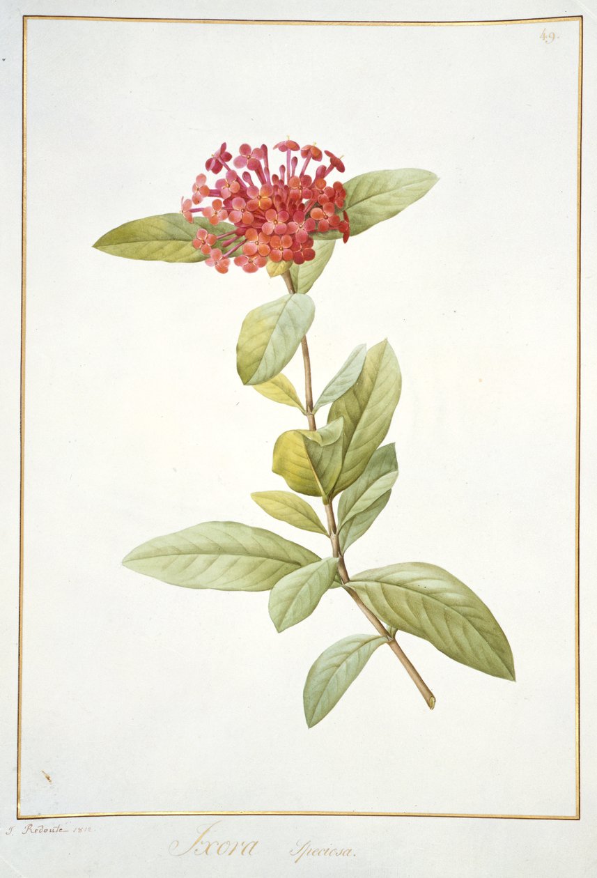 Ixora speciosa、1812（ベラム上のグラファイト上のトイレと体の色） 作： ピエール・ジョゼフ・ルドゥーテ