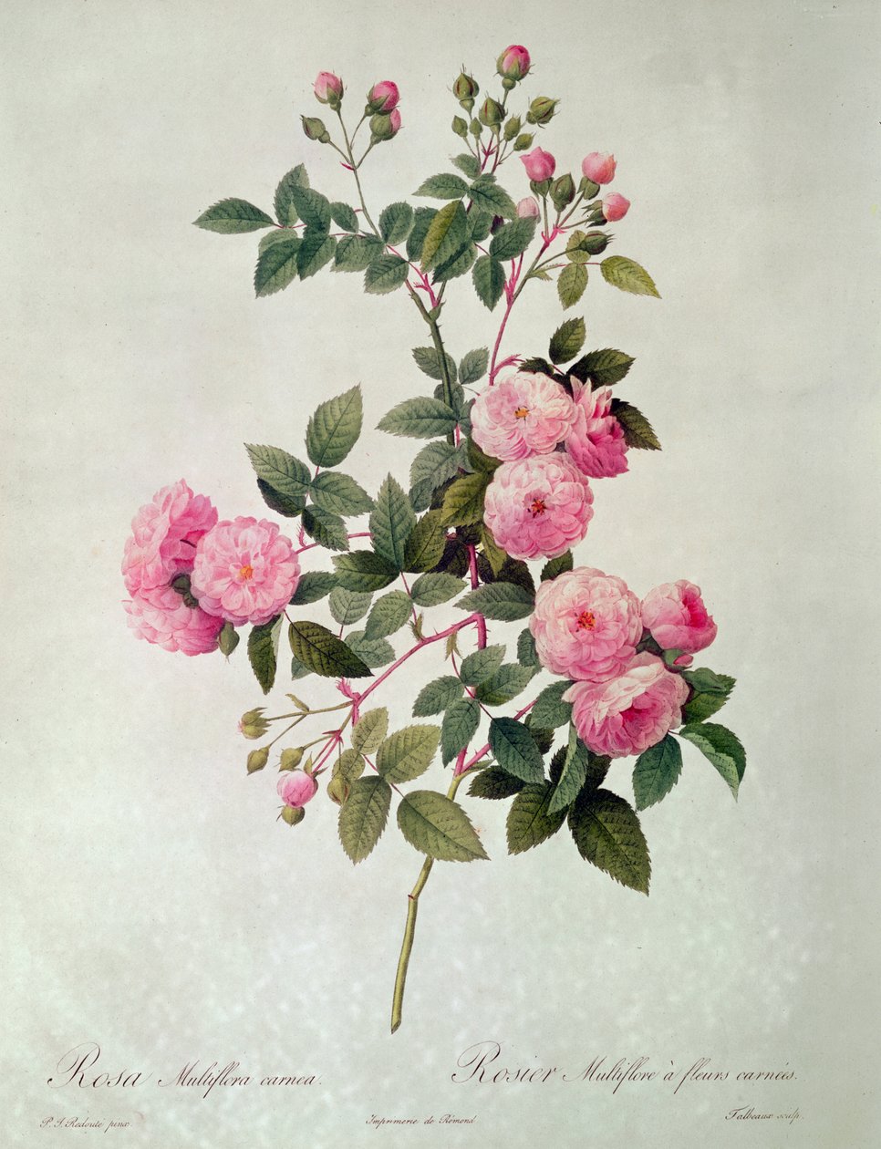 Thory Roses、Rosa Multiflora Carnea（リトグラフ） 作： ピエール・ジョゼフ・ルドゥーテ