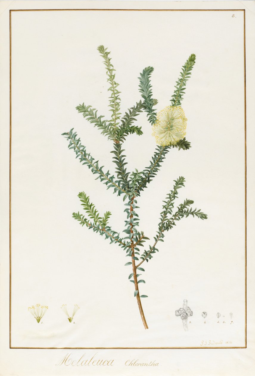 Melaleuca Chlorantha、1812（ベラム上の痕跡量のグラファイト上のWCおよびボディカラー） 作： ピエール・ジョゼフ・ルドゥーテ