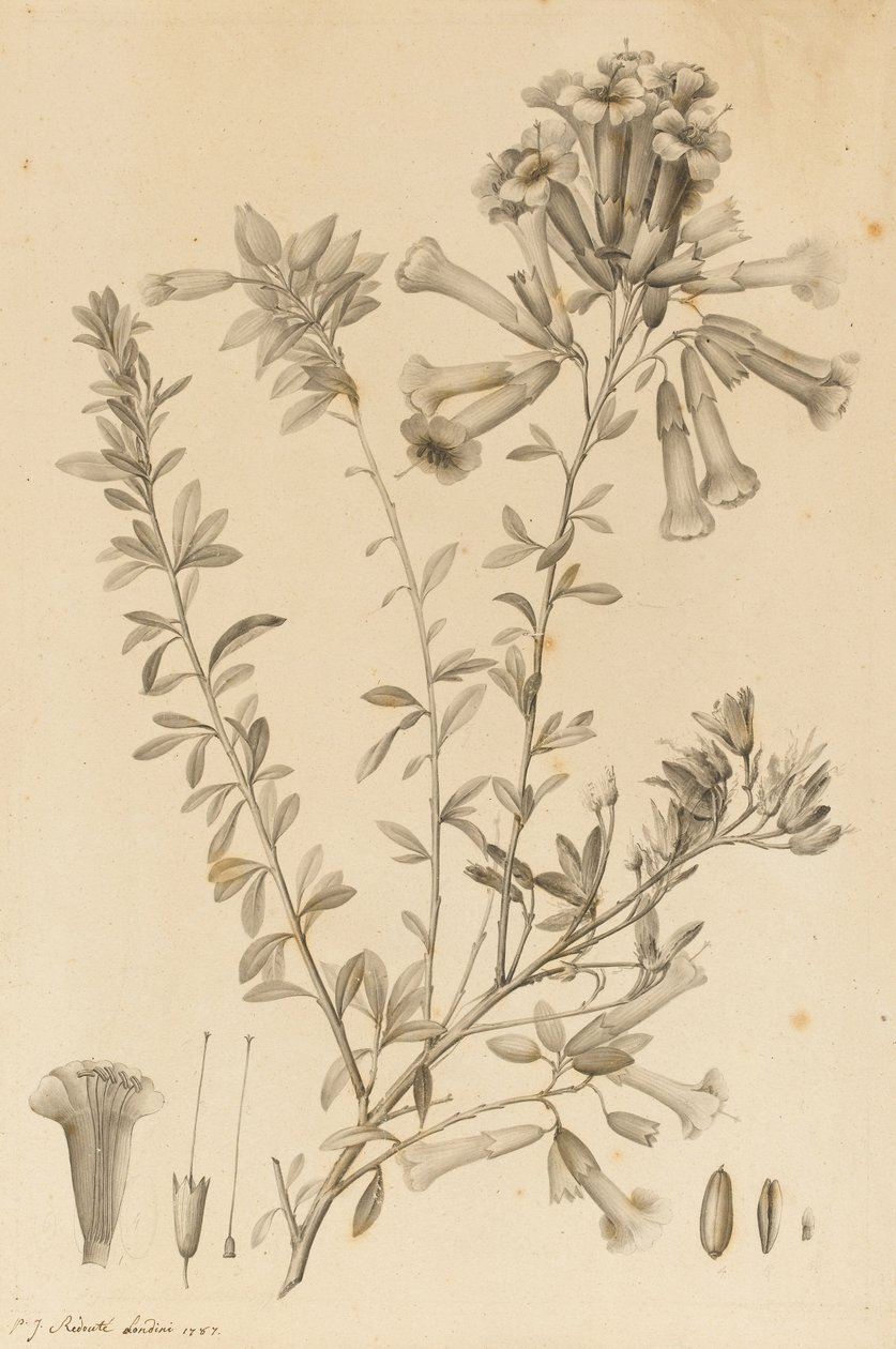 Periphragmos Species、1787（紙に黒インクとグレーウォッシュ、台紙に貼り付け） 作： ピエール・ジョゼフ・ルドゥーテ