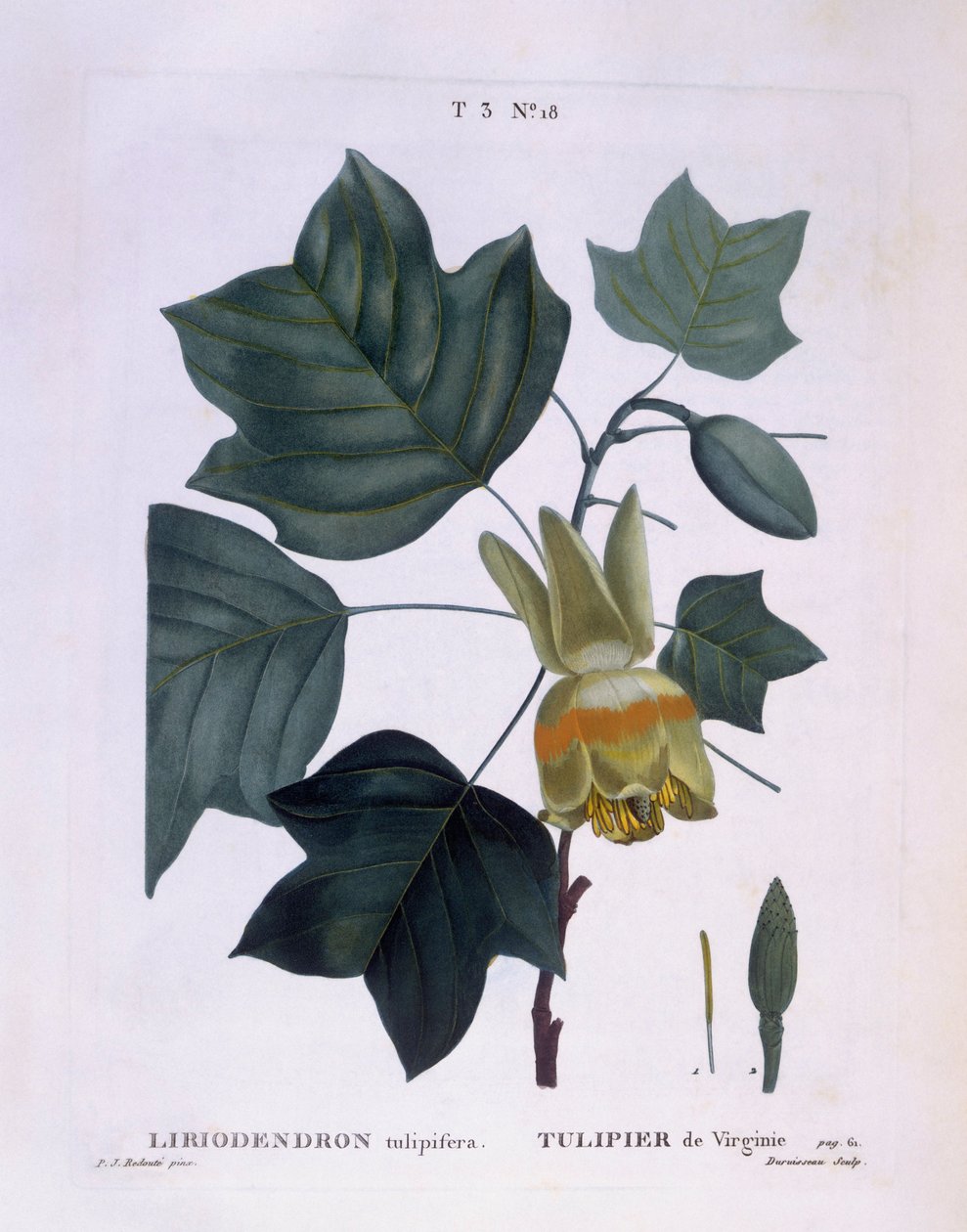 アメリカのチューリップの木（Liriodendron tulipifera）、Henry Louis Duhamel du Monceau、Pierre Joseph Redoutéによる植物画プレート 作： ピエール・ジョゼフ・ルドゥーテ