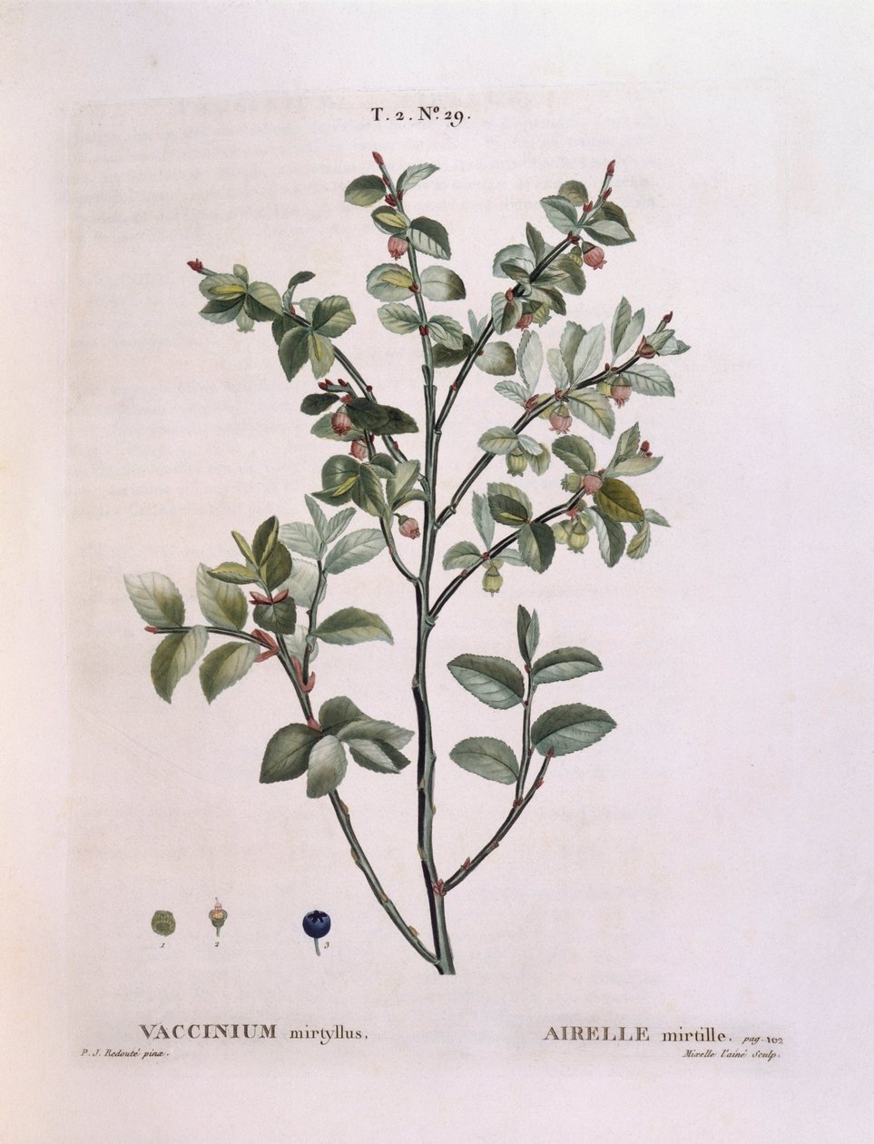 ビルベリー（Vaccinium myrtillus）、Henry Louis Duhamel du Monceau、Pierre Joseph Redoutéによるボタニカルプレート 作： ピエール・ジョゼフ・ルドゥーテ